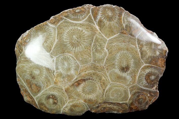 Polished Fossil Coral (Actinocyathus) - Morocco #100602